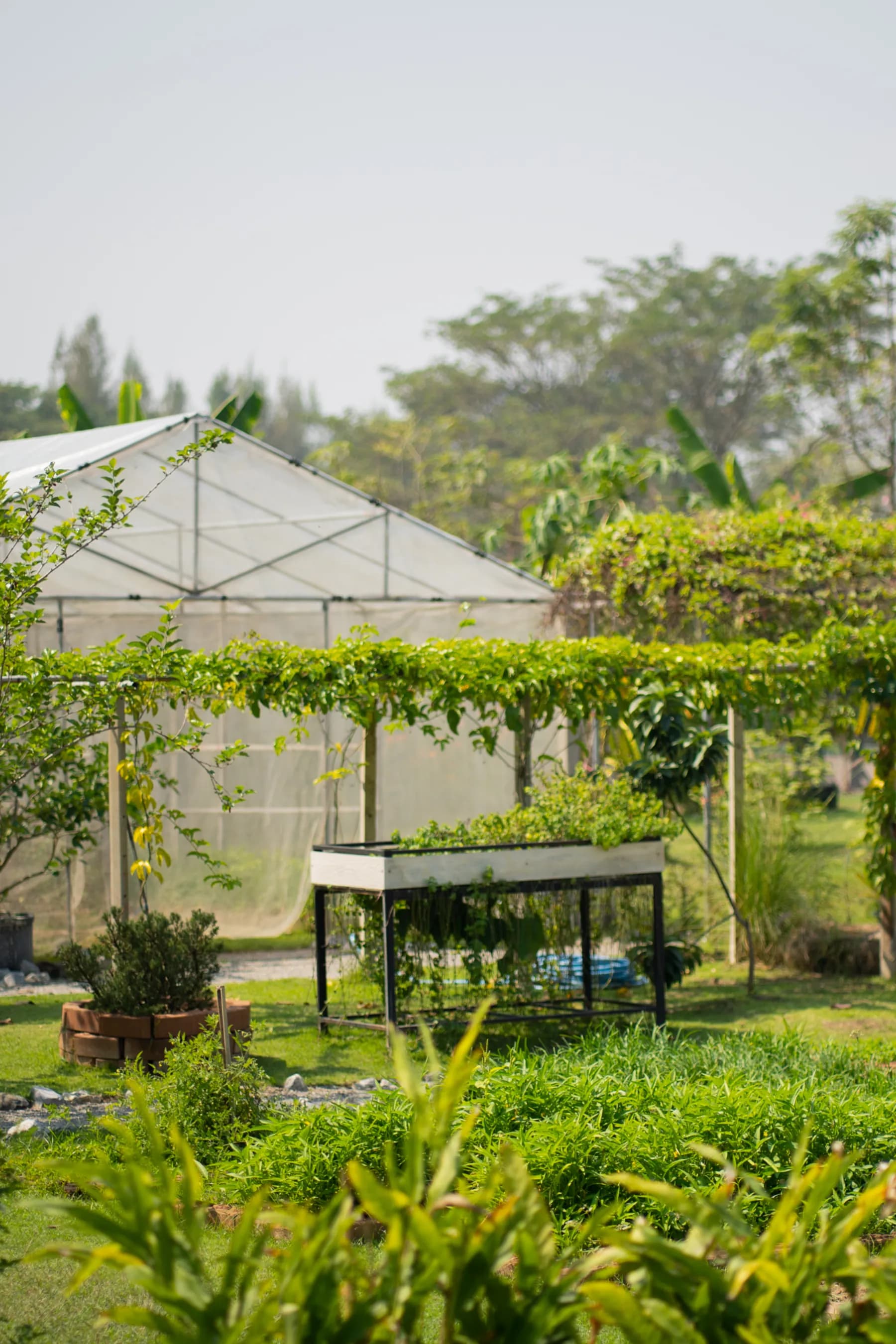 Koolpunt Farm | ฟาร์มกุลพันธ์ 6